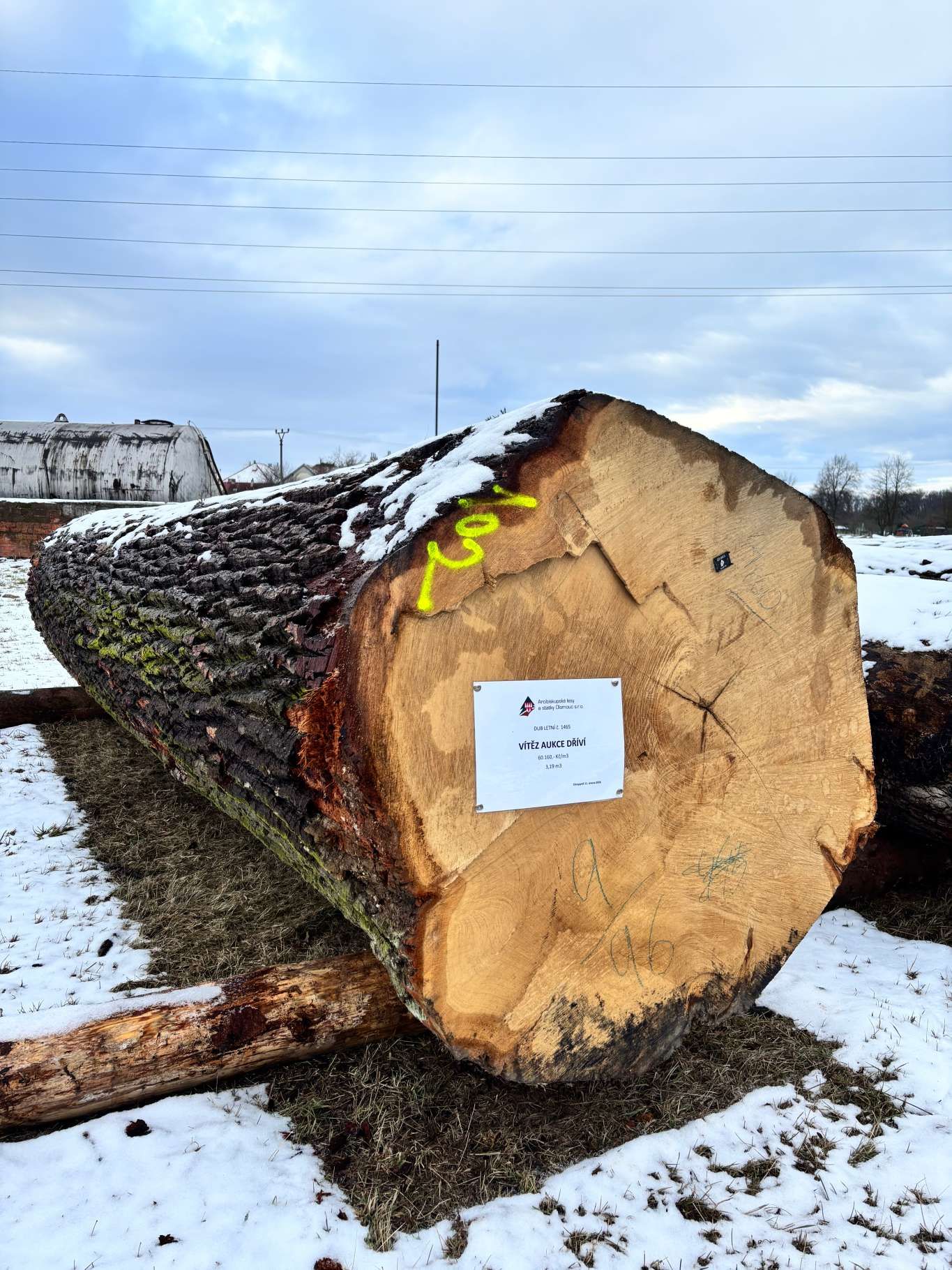 Rekordní zájem o cenné dříví: X. aukce překonala dosavadní cenová maxima